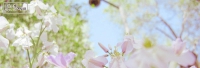 PS照片调色教程：给花朵图片调出清新淡雅的日系风格
